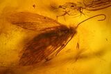 Fossil Caddisfly (Trichoptera) and Fly (Diptera) in Baltic Amber #207483-3